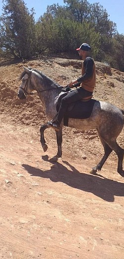 Anthar, barbe de 5 ans idéal pour les longues ballades ou la randonnée