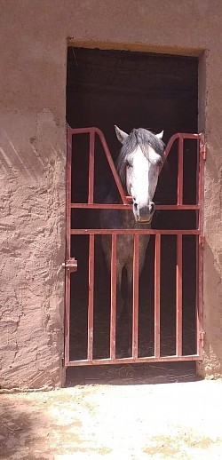 Curieux le cheval!