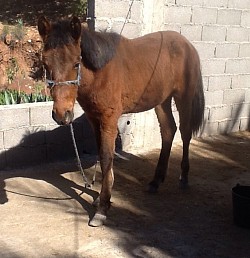 Sultan cheval de selle marocain notre petit dernier en cours de dressage 1an