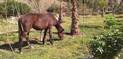 Cheval  au repos